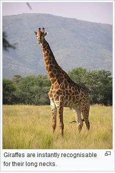 Giraffe Long Neck Joke
