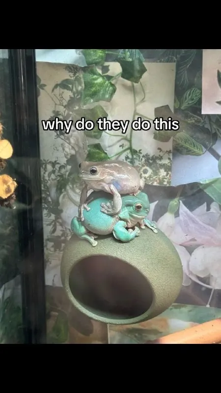 Why Do They Do This Frogs