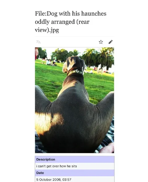 Dog With Oddly Arranged Haunches
