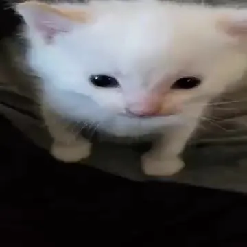 Котёнок превращается во вспышку