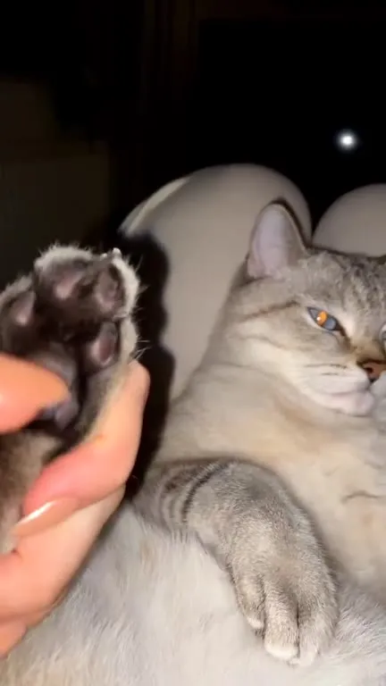 Кот и слишком нежный поцелуй
