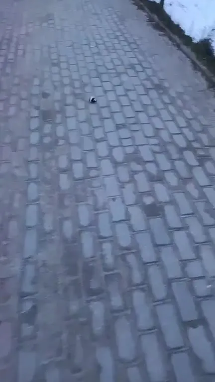 Мышь, похожая на корову