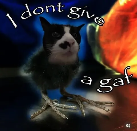 Cat Bird Hybrid Reaction