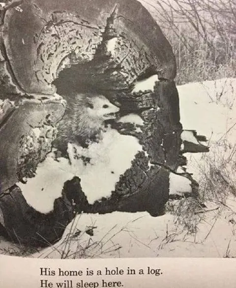Home Is a Hole in a Log