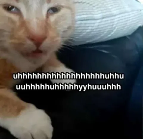 Cat Making a Weird Sound