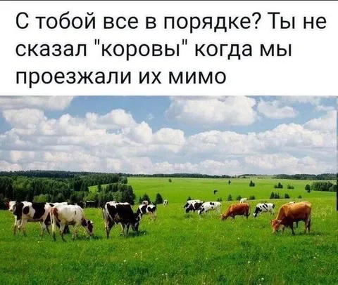 Когда не сказал «коровы»