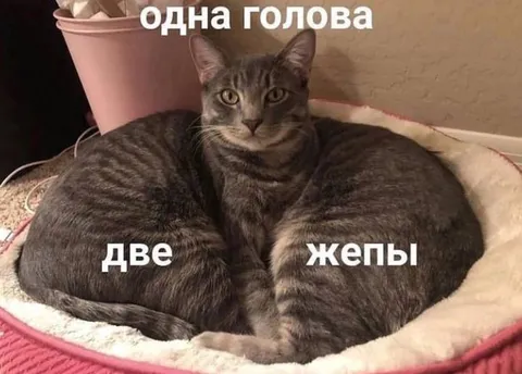 Одна голова, две жепы