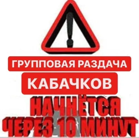 Групповая раздача кабачков