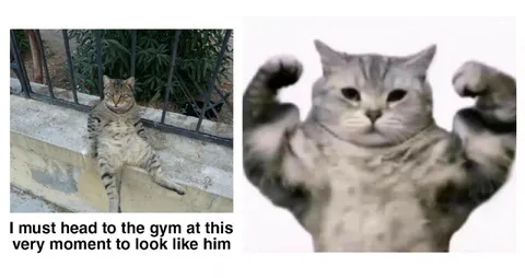 Cat Needs the Gym Now