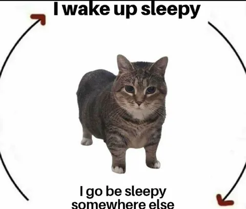 Sleepy Cat Loop