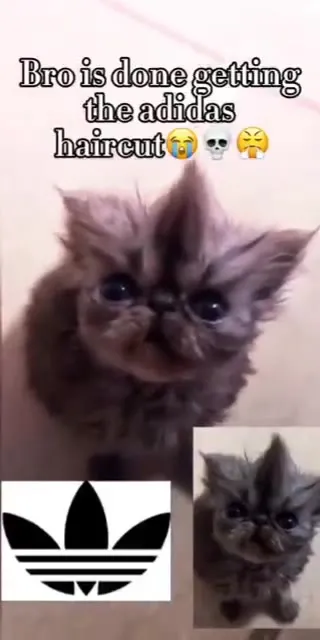 Kitten Gets the Adidas Haircut