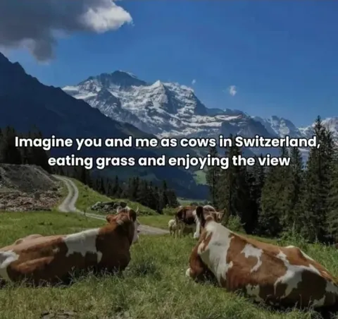 Cows in Switzerland