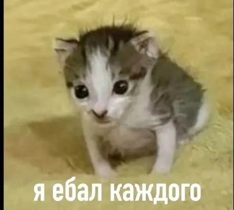 Кот, который ебал каждого