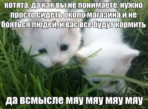 Котята у магазина