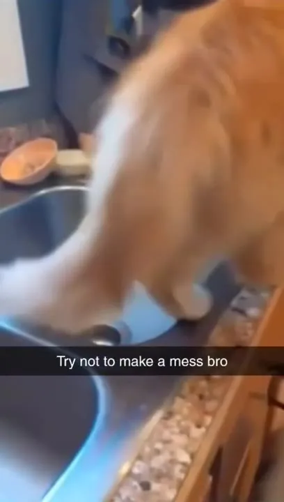 Cat Tries Not to Make a Mess