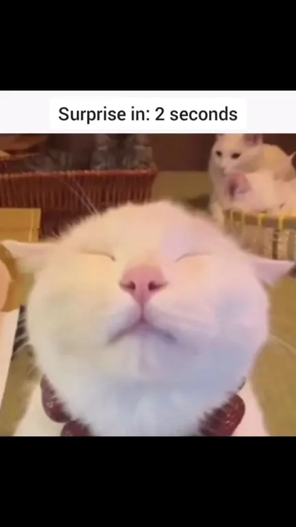 Cat’s Surprise Never Arrives