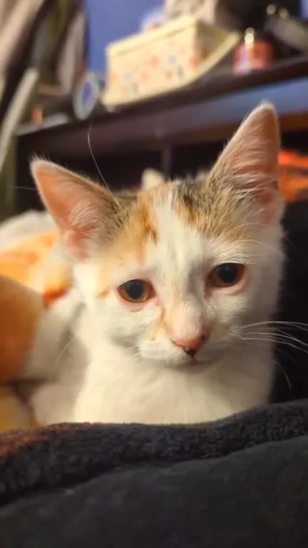 Котик постепенно приближается