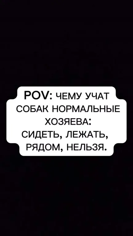 Собака учится командам