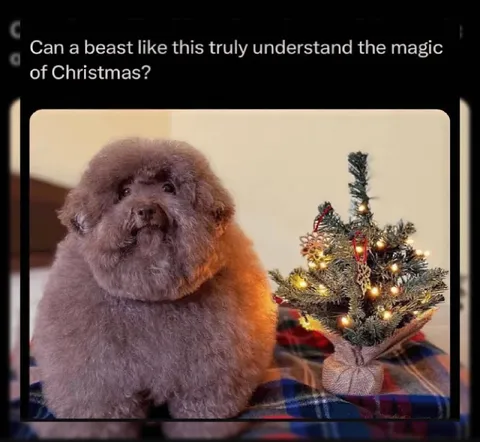 Dog Understands Christmas Magic