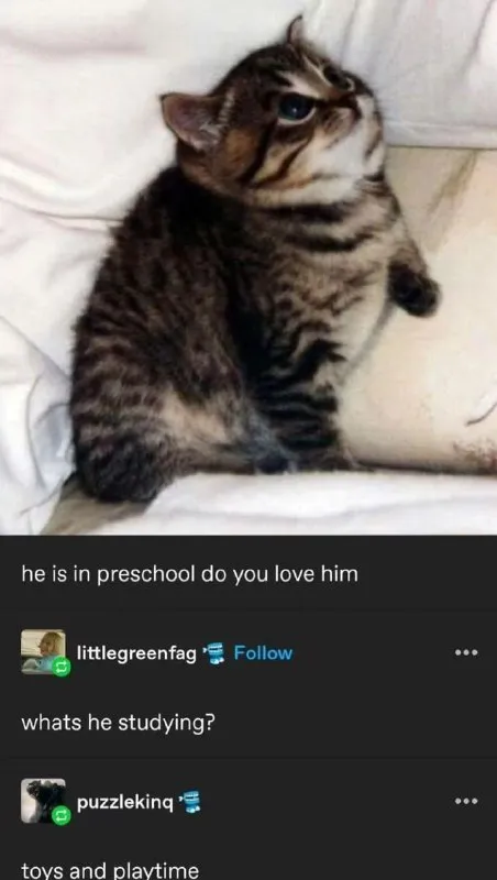 Preschool Cat Studying Toys