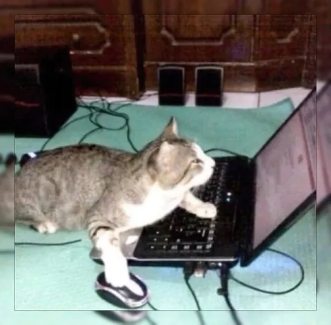 Кот работает за ноутбуком