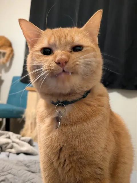 Рыжий кот с клыками