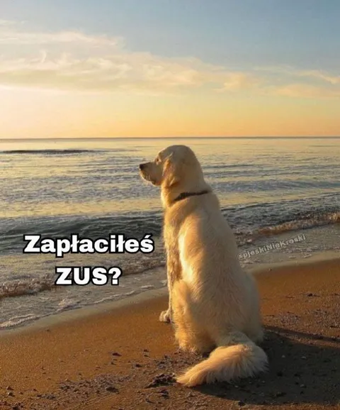 Zapłaciłeś ZUS?