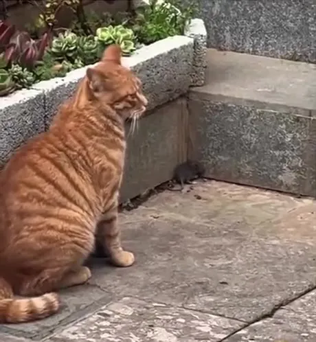 Кот испугался мыши