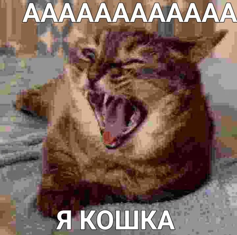 Орущая кошка