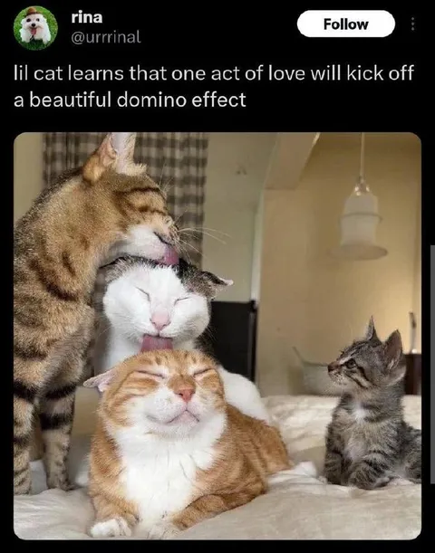 Cat Love Domino Effect