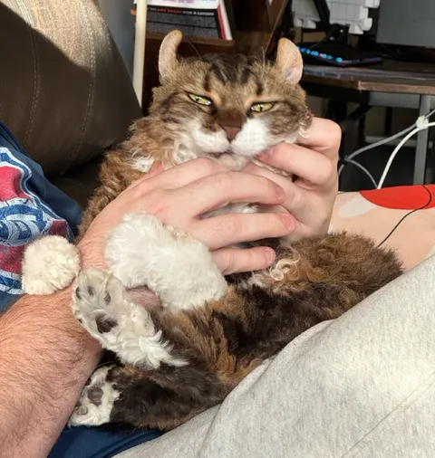 Котёнок с рогами