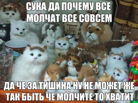 Коты требуют прекратить молчание