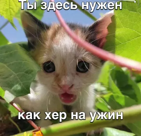 Котёнок нужен как хер на ужин