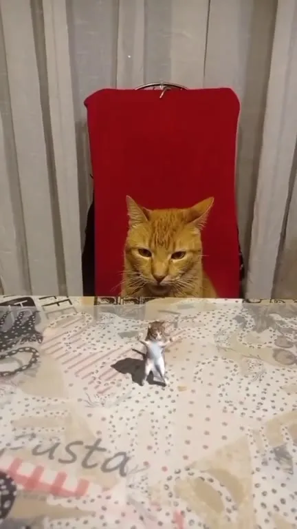 Кот и танцующая мышь