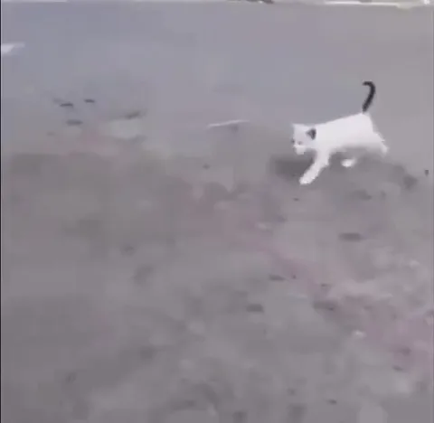 Белый кот идёт к бордюру