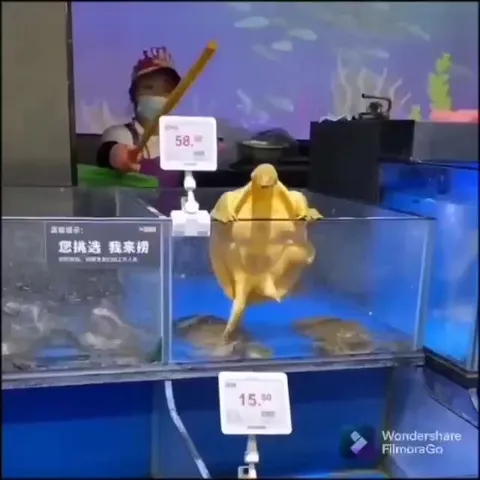 鳄鱼缸里的逃脱行动