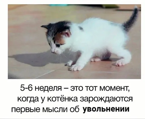 Котёнок уже думает об увольнении