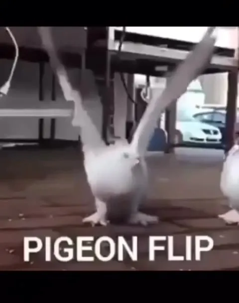 Pigeon Flip