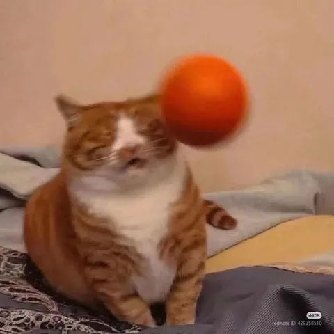 Кот с мячом у головы