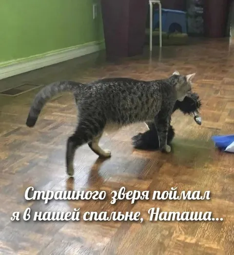 Кот поймал страшного зверя