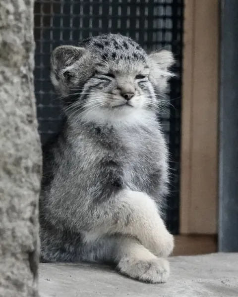 Серьёзный котёнок сидит