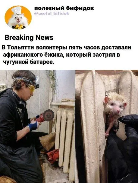 Волонтёры спасают ёжика