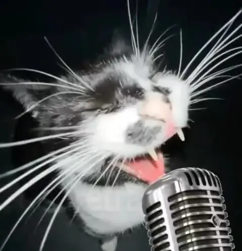 Stop and Listen to the Cat