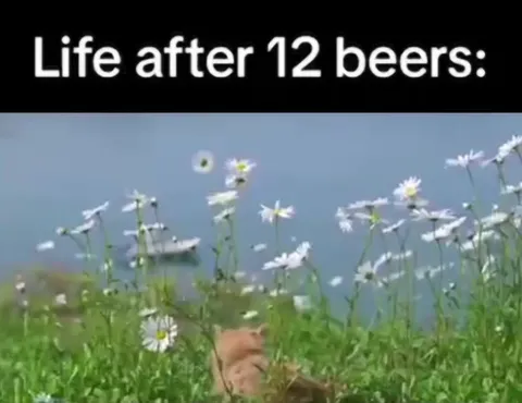 Life After 12 Beers Cat Adventure