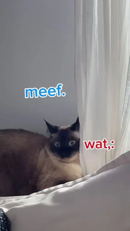 Hungry Cat Runs for BaGagwaaa