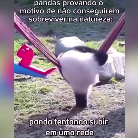 Pandas tentando sobreviver na natureza
