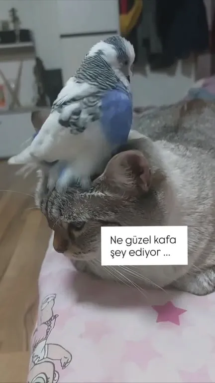 Kedinin kafasında kuş geziyor