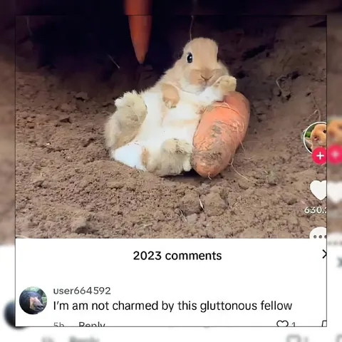 Gluttonous Rabbit With Carrot