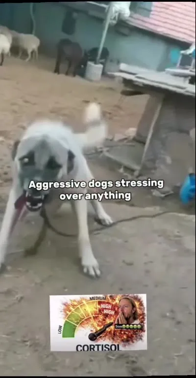 Aggressive Dogs Versus Low Cortisol