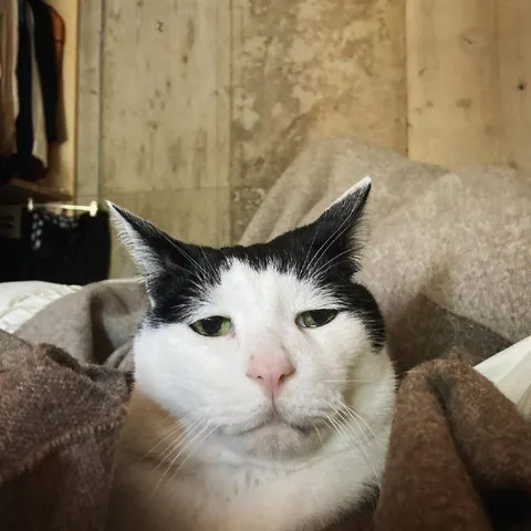 Сонный кот смотрит в камеру